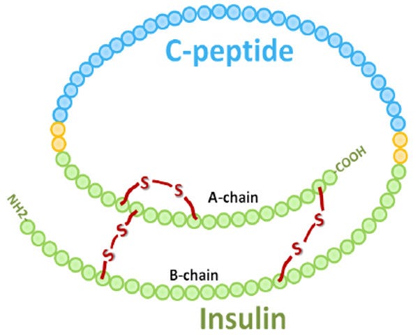 Insulin and C-peptide | ImmunoDiagnostics Limited