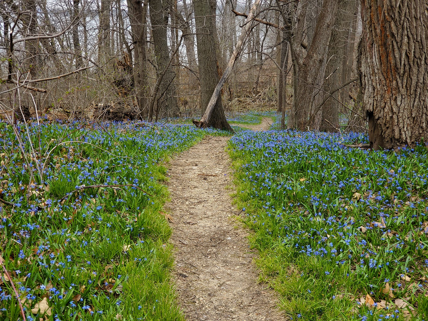 A dirt path winds between patches of bright green grass and hundreds of tiny, blue-purple flowers. Bare trees and a lake can be seen in the background.