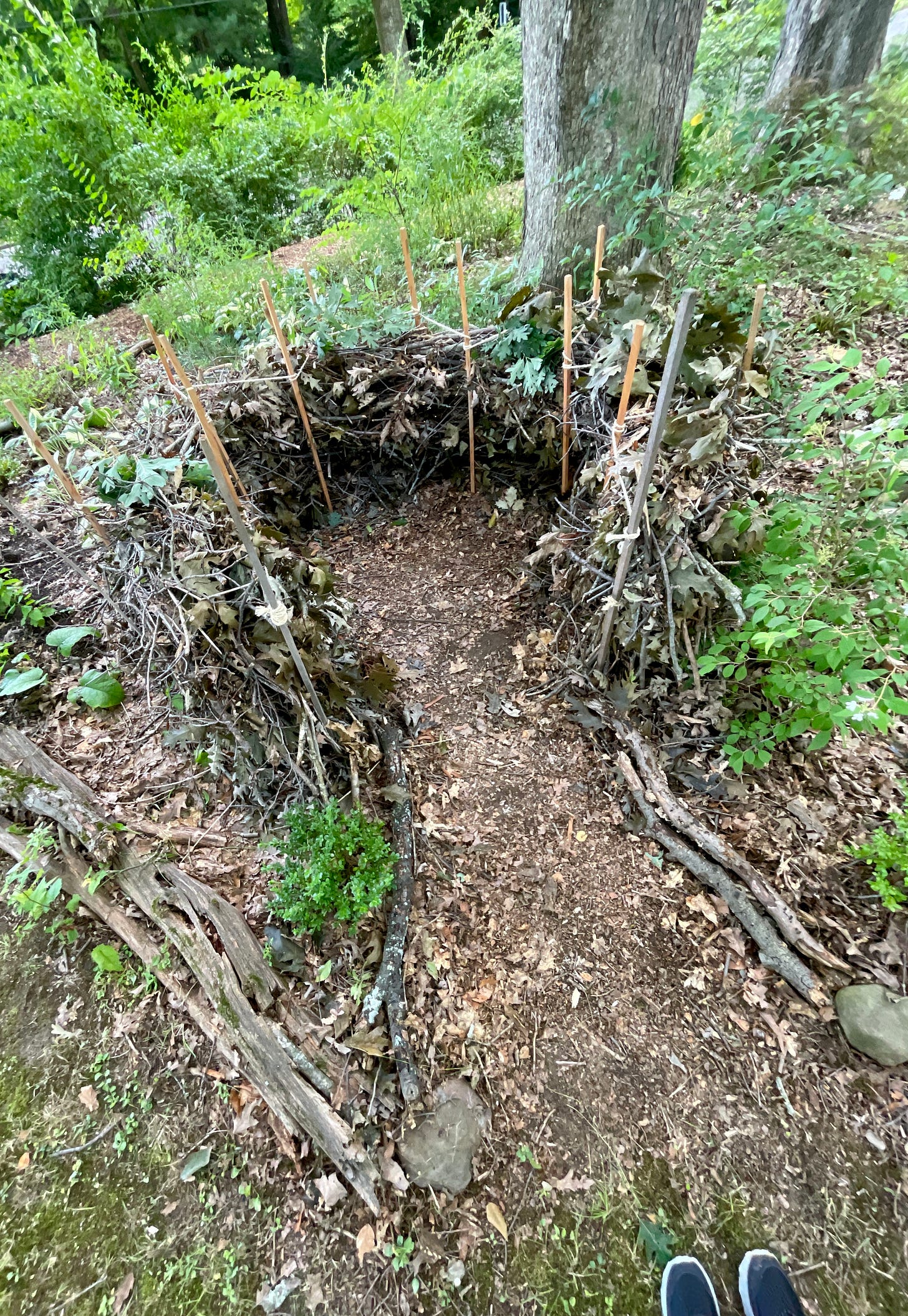 Top view of the nest. You can just see my shoes at the doorway…