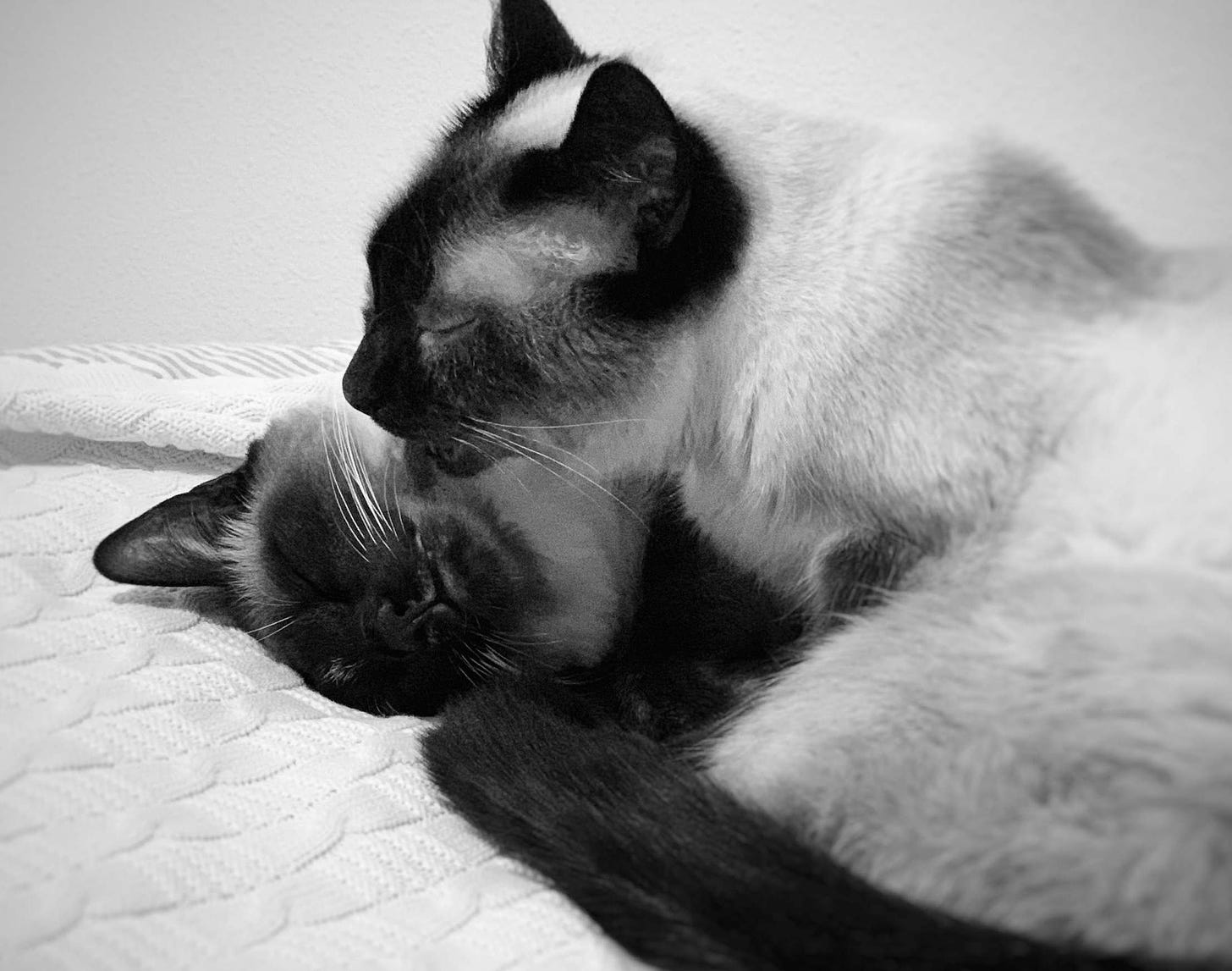 One Siamese cat snuggling with another Siamese cat while licking her