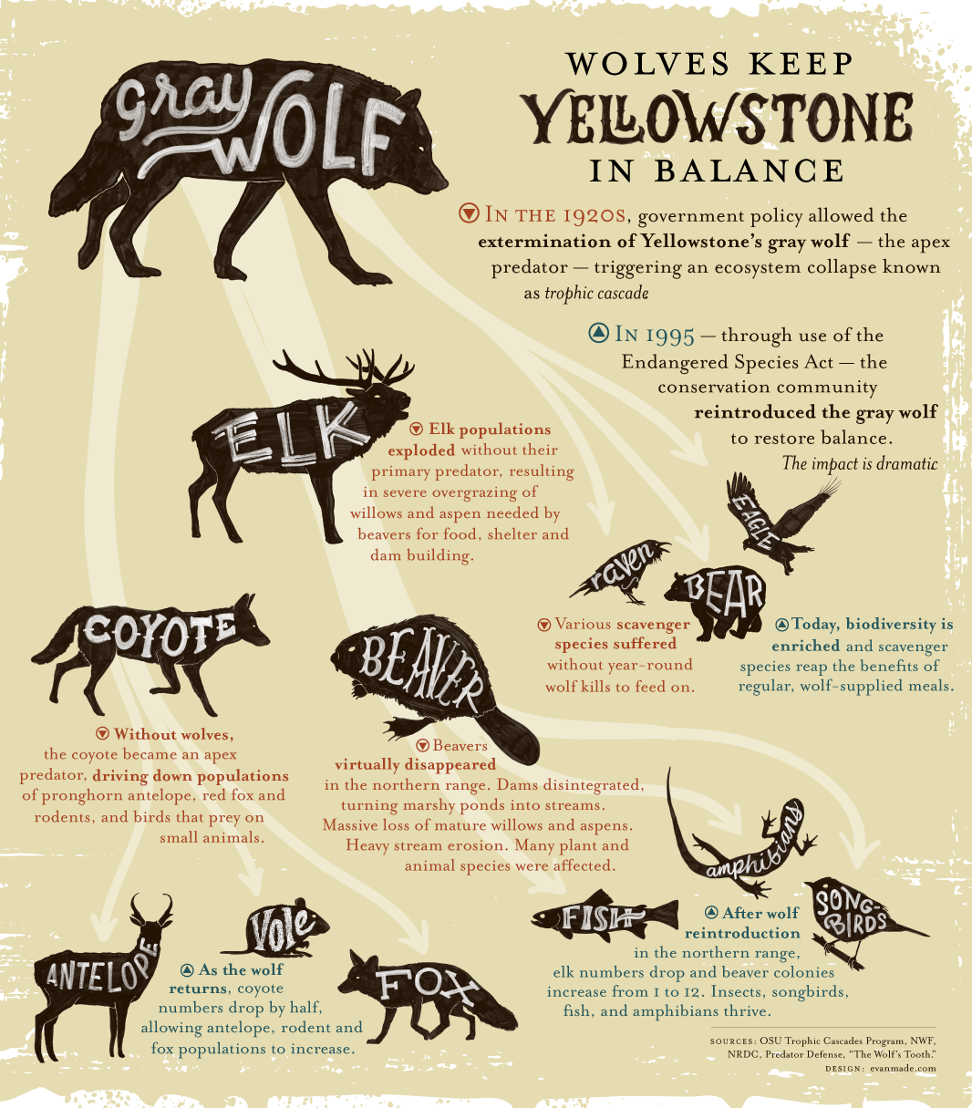 Infographic: Wolves Keep Yellowstone in the Balance - Earthjustice