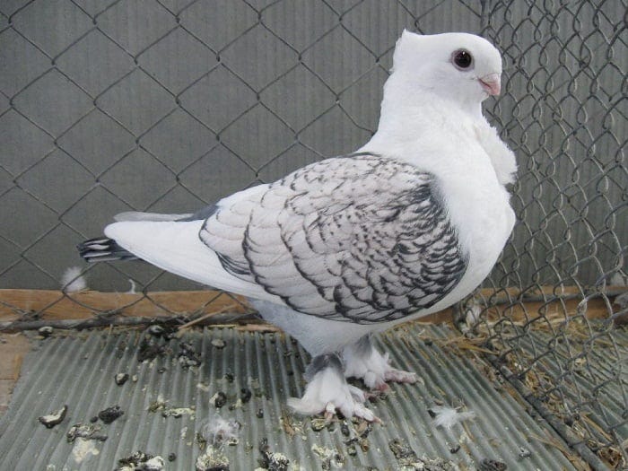 Turkish Pigeon Breeds | Pigeontype
