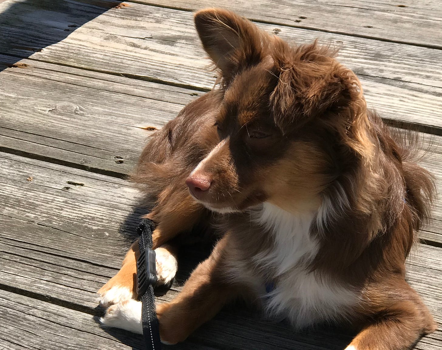 A young toy Australian shepherd lies in the sun on wooden boards. She is several shades of brown, copper and white (a “red tricolor”). One of her ears stands up, and the other flops over.
