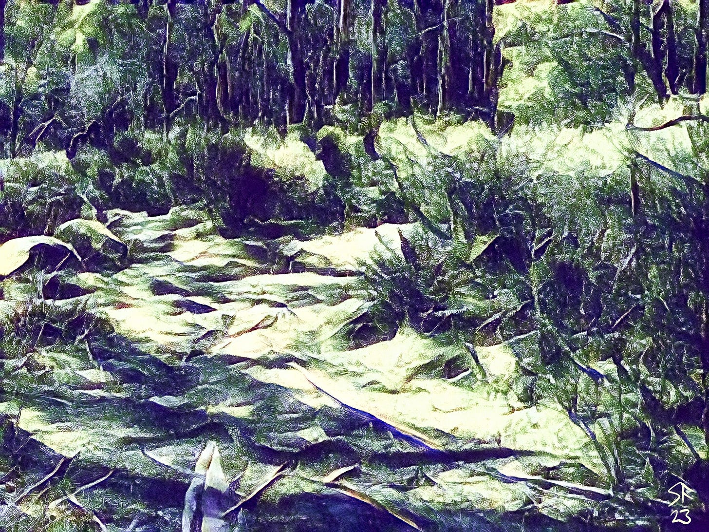 Large snake crossing a bushland path