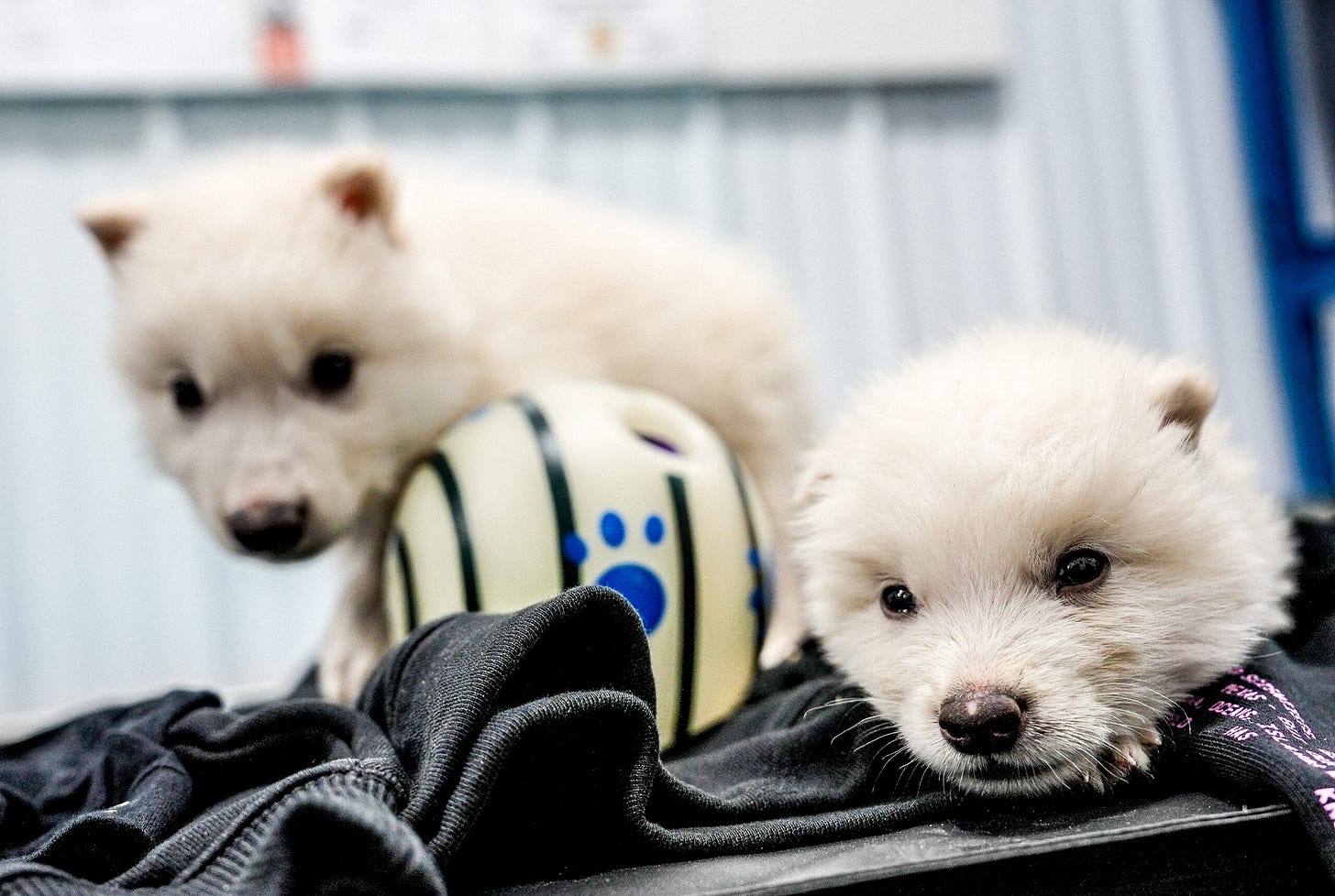 Collosal Corp's dire wolf pups