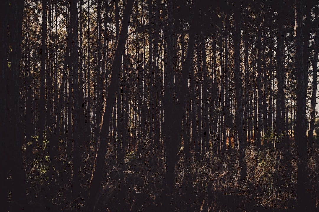 brown trees on brown grass field during daytime