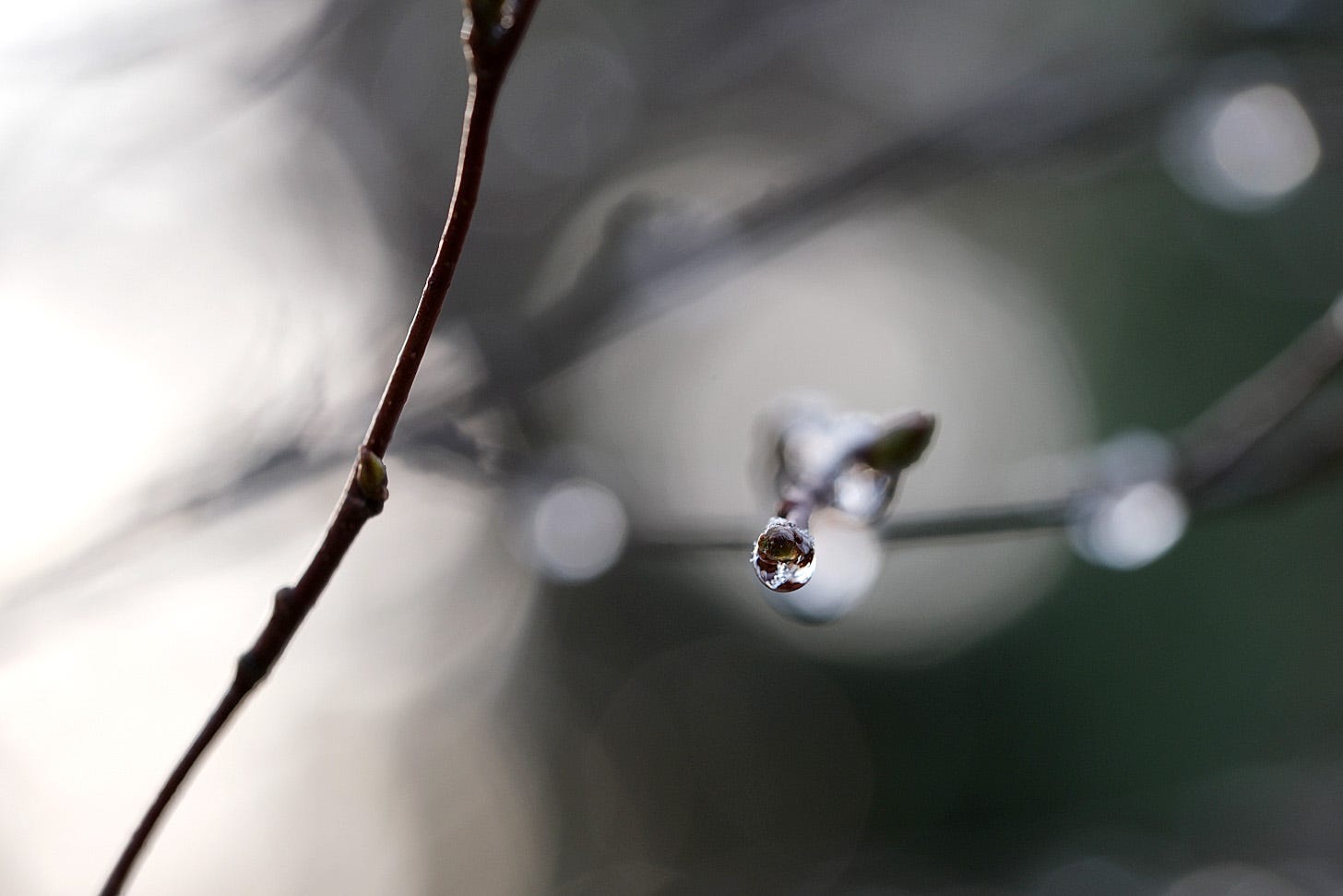 A frozen drop of water hangs from the end of a birch twig