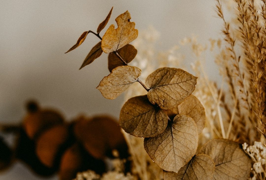 brown dried leaves in tilt shift lens brown dried leaves in tilt shift lens