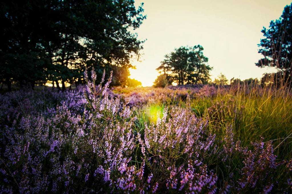 The current image has no alternative text. The file name is: pexels-photo-723880.jpeg