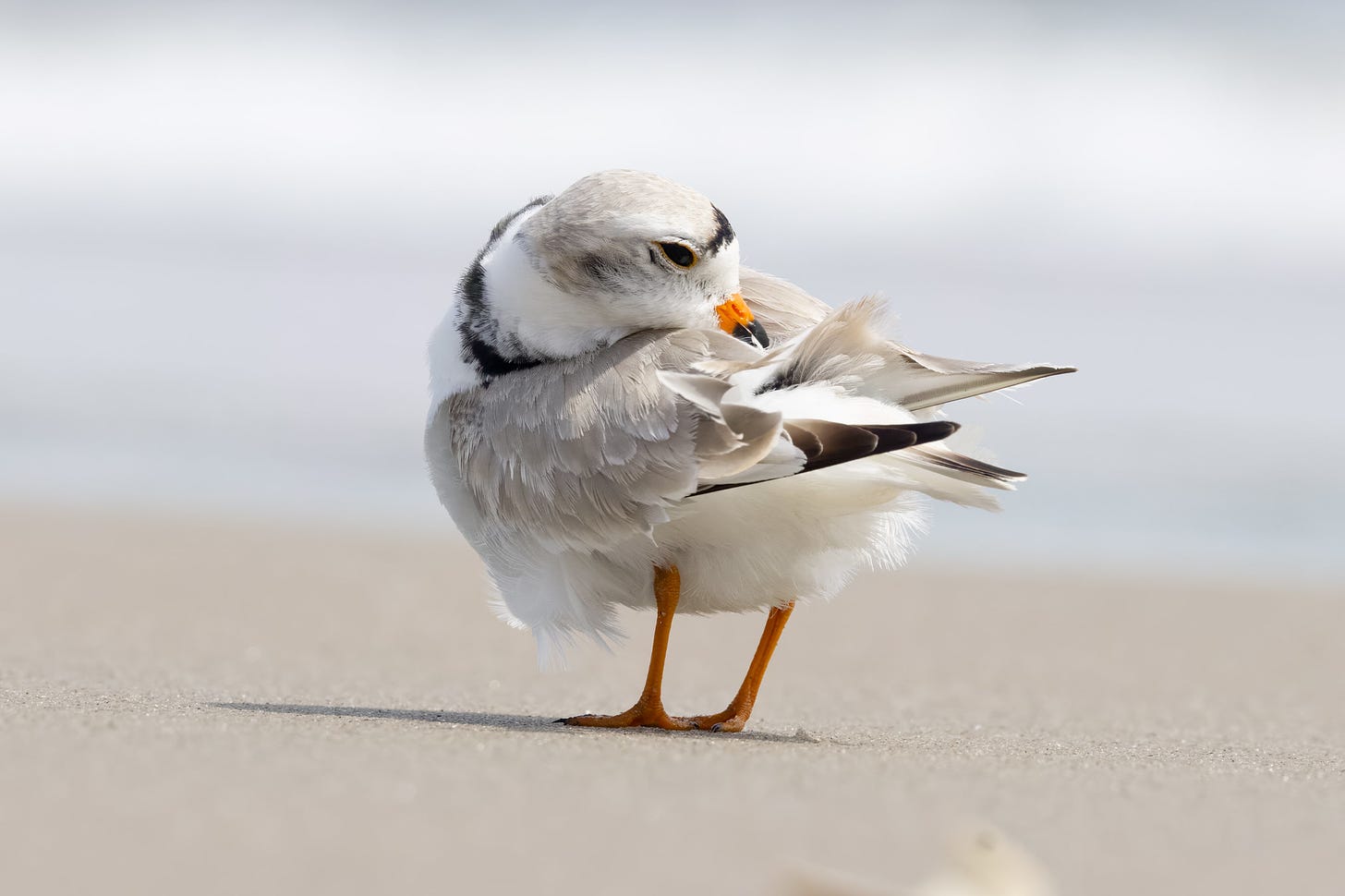 a small white bird with a black color, orange legs, black wingtips, black forehead, and black-tipped tiny orange beak preening its feathers as it stands facing left and away in the sand.