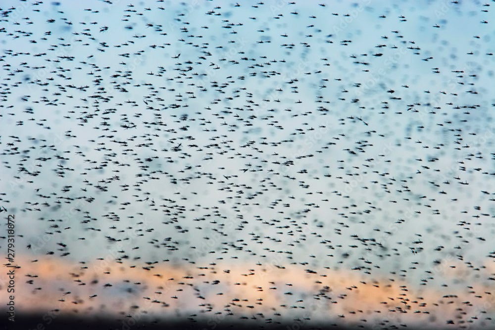 Fotka „Swarm of mosquitoes. A lot of mosquitoes on the background of the  sunset sky. Wildlife and insects of the arctic tundra. Summer in the far  north. Chukotka, Siberia, Far East of
