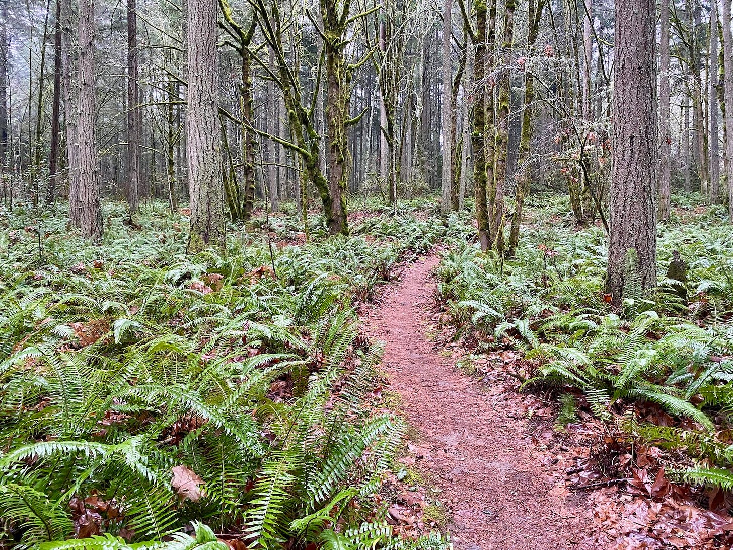 A scene of a wintry forest with no leaves on the trees, but lots of bright green ferns across the forest floor. A trail leads away from the viewpoint.