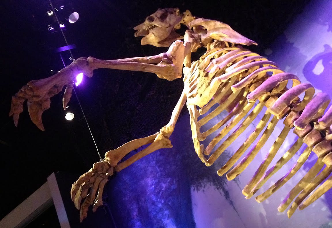 A dramatically lit photo of the fossilized skeleton of a 15 ft. tall giant sloth. 