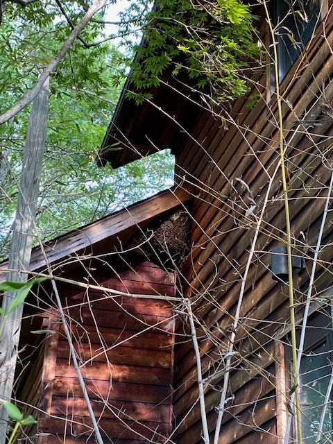 basketball-sized swarm of bees under the eve of a cedar house