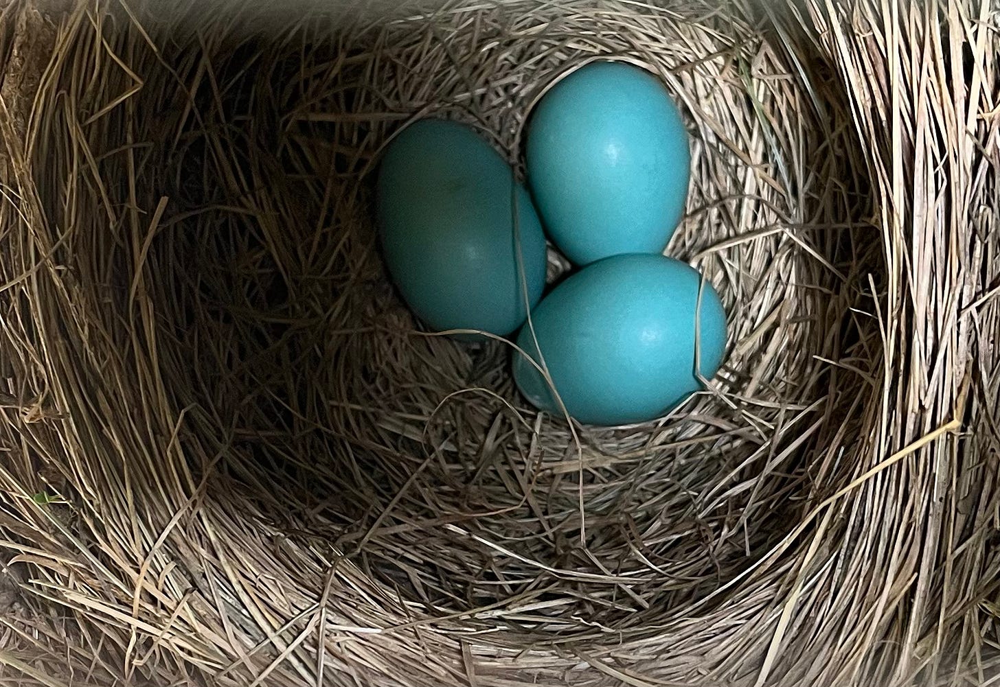 Photo of three blue robin eggs in a bird nest.