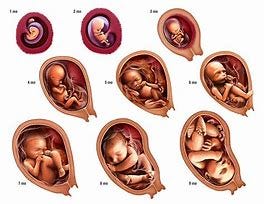 Image result for human fetus brain 28 weeks