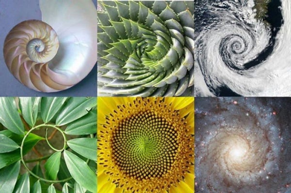 Patterns in Nature!