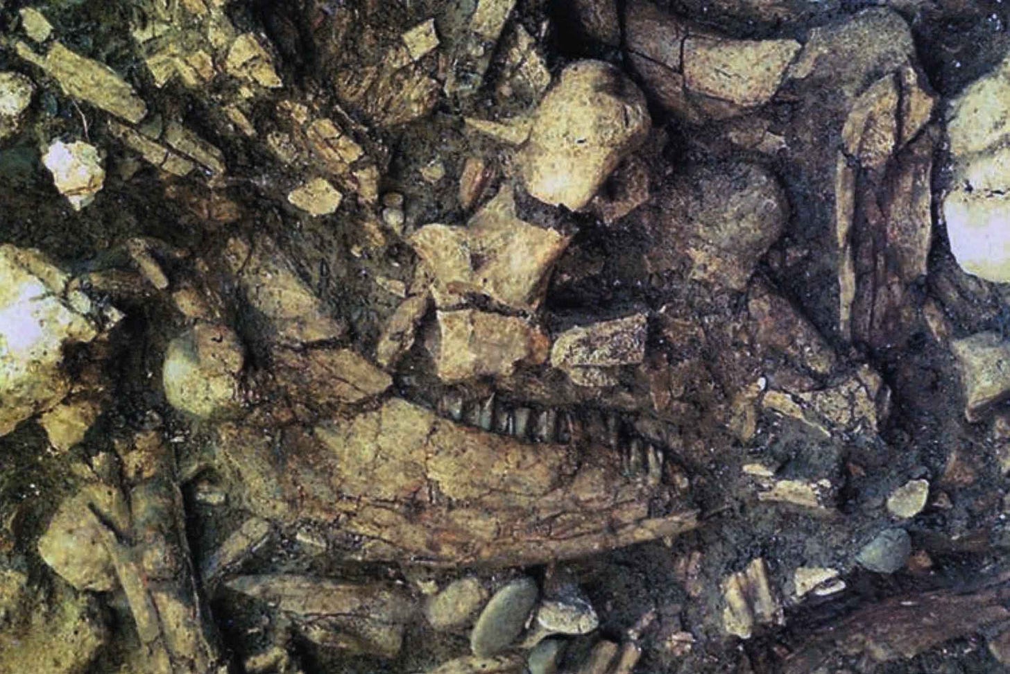 A faunal mandible surrounded by other bone fragments on an excavated surface A faunal mandible surrounded by other bone fragments on an excavated surface