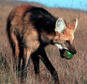 Meet the solitary, nocturnal maned wolf | Magazine Articles | WWF