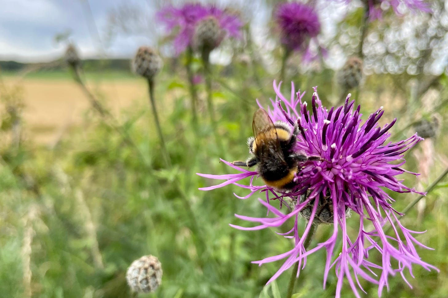 A bumblebee on a knapweed