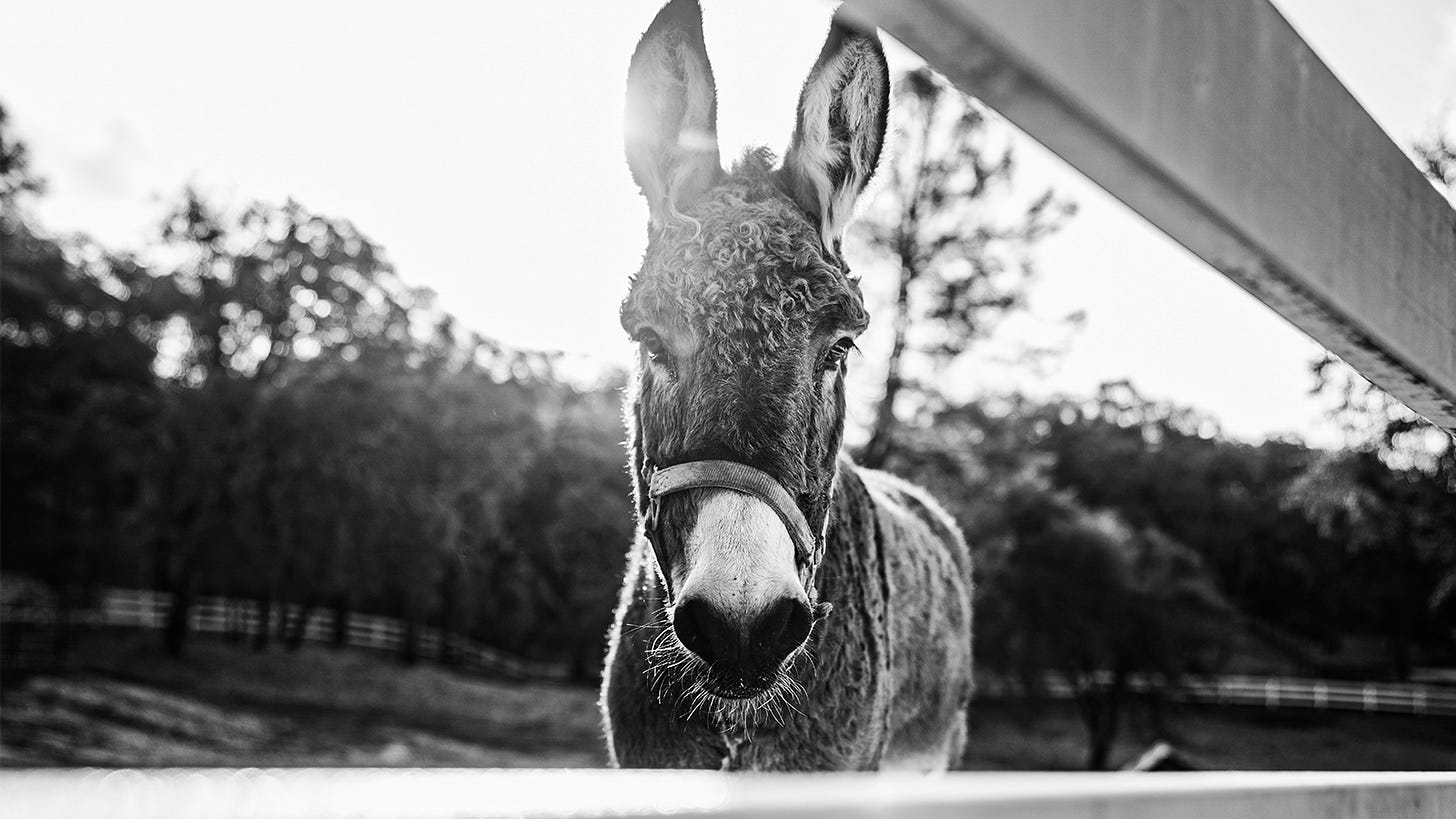 An ass looks at you through the fence, the sunlight streaming behind him