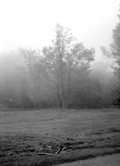 The edge of a forest disappears into the fog