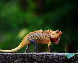 Oriental Garden Lizard - Facts, Diet ...