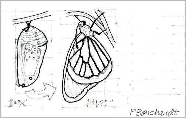 Detail from Perpetual Journal, week of Feb. 19-25: Queen Butterfly as a Chrysalis and after Emerging as a Butterfly (2024): step 1