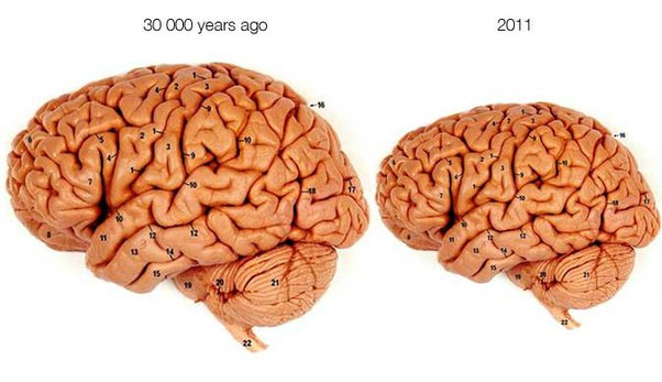 Our brains are shrinking. Are we getting dumber? - Quora