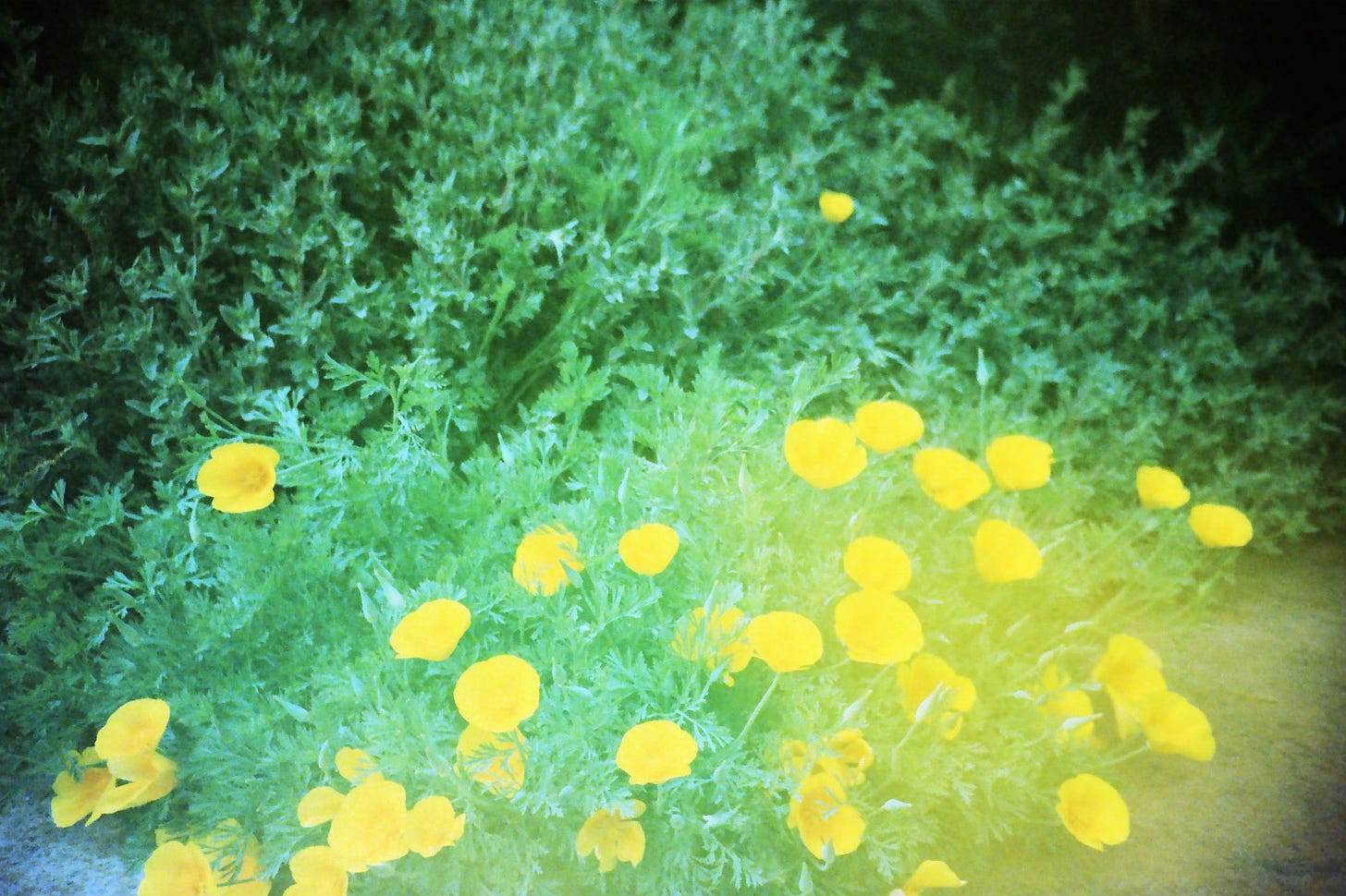 A slightly blurry film photo of bright orange California poppies, bursting upward, and their green foliage.