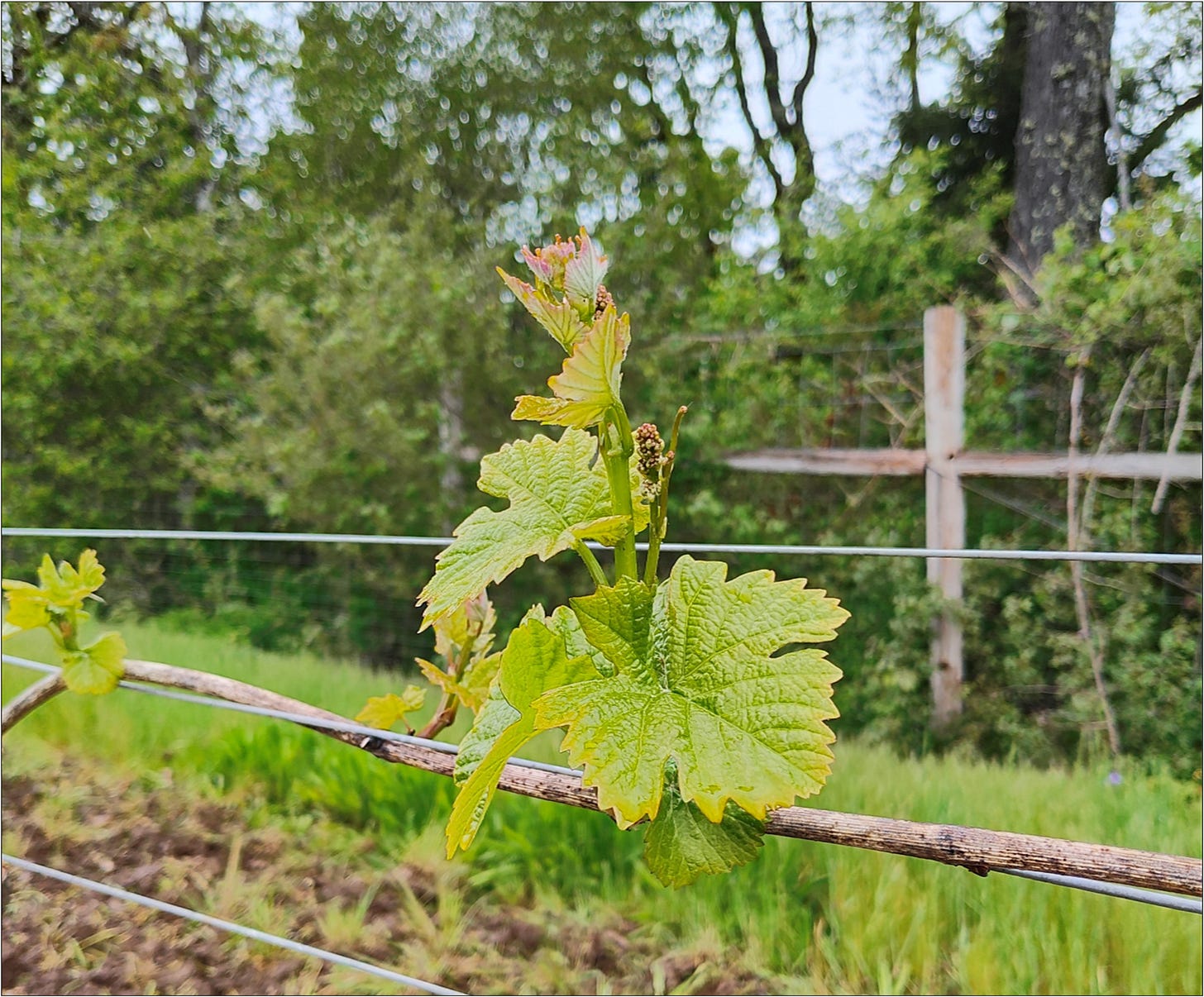 Pinot Noir cluster, Vintage 2024, this is what it looks like...