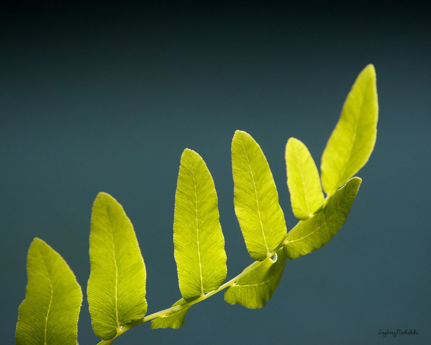 A fern leaf glows in summer sunshine against the teal background of Bubble Pond at Acadia National Park.