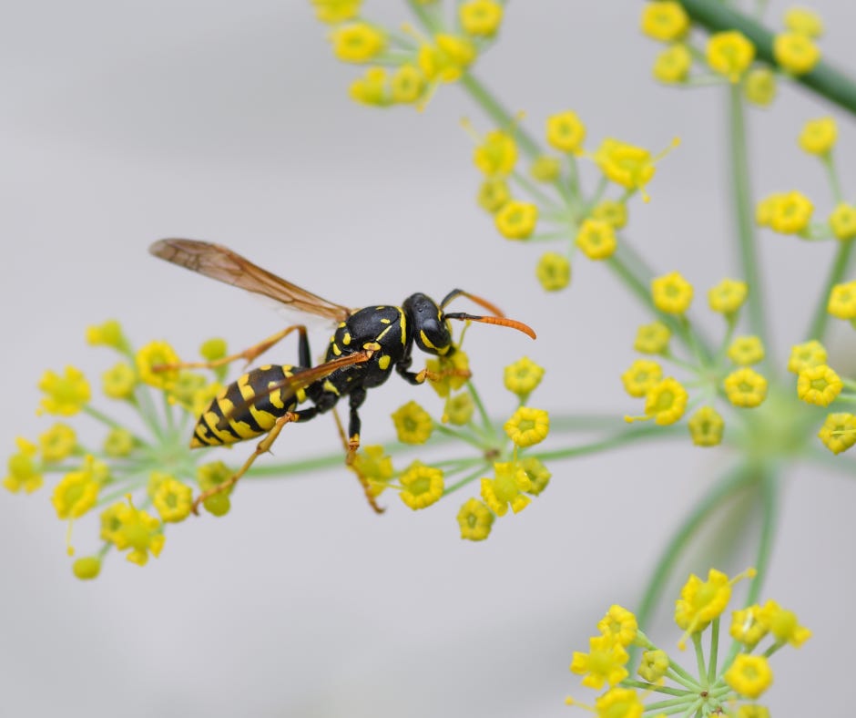 wasp pollinating a flower