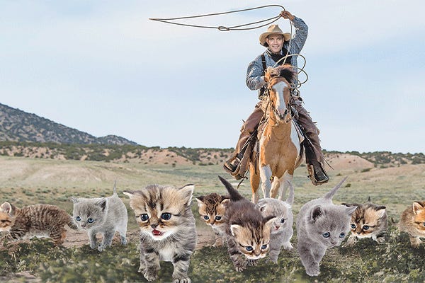 Like Herding Cats | Southwest Ledger