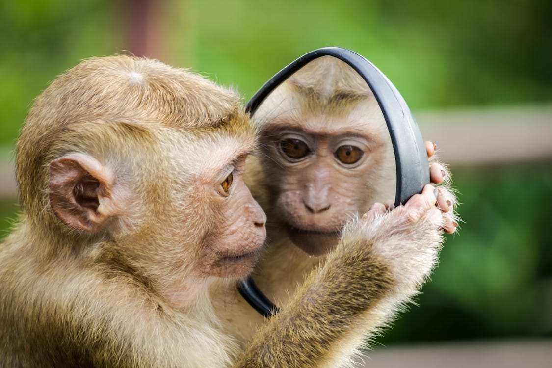 Free A macaque monkey curiously examines its reflection in a handheld mirror outdoors. Stock Photo