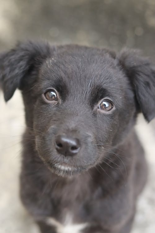 Free A black puppy with big eyes looking at the camera Stock Photo Free A black puppy with big eyes looking at the camera Stock Photo