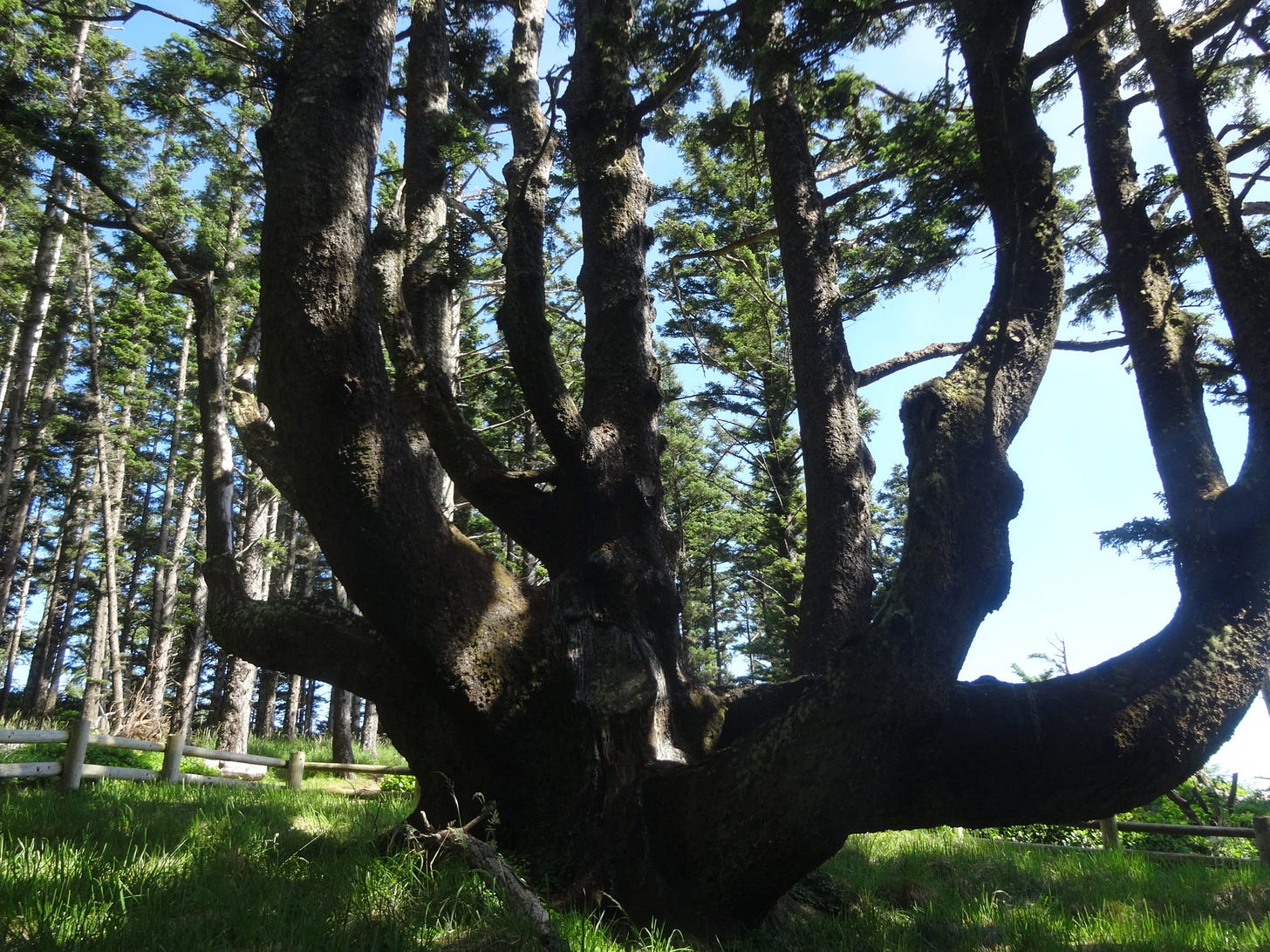 the Octopus Tree on Cape Meares