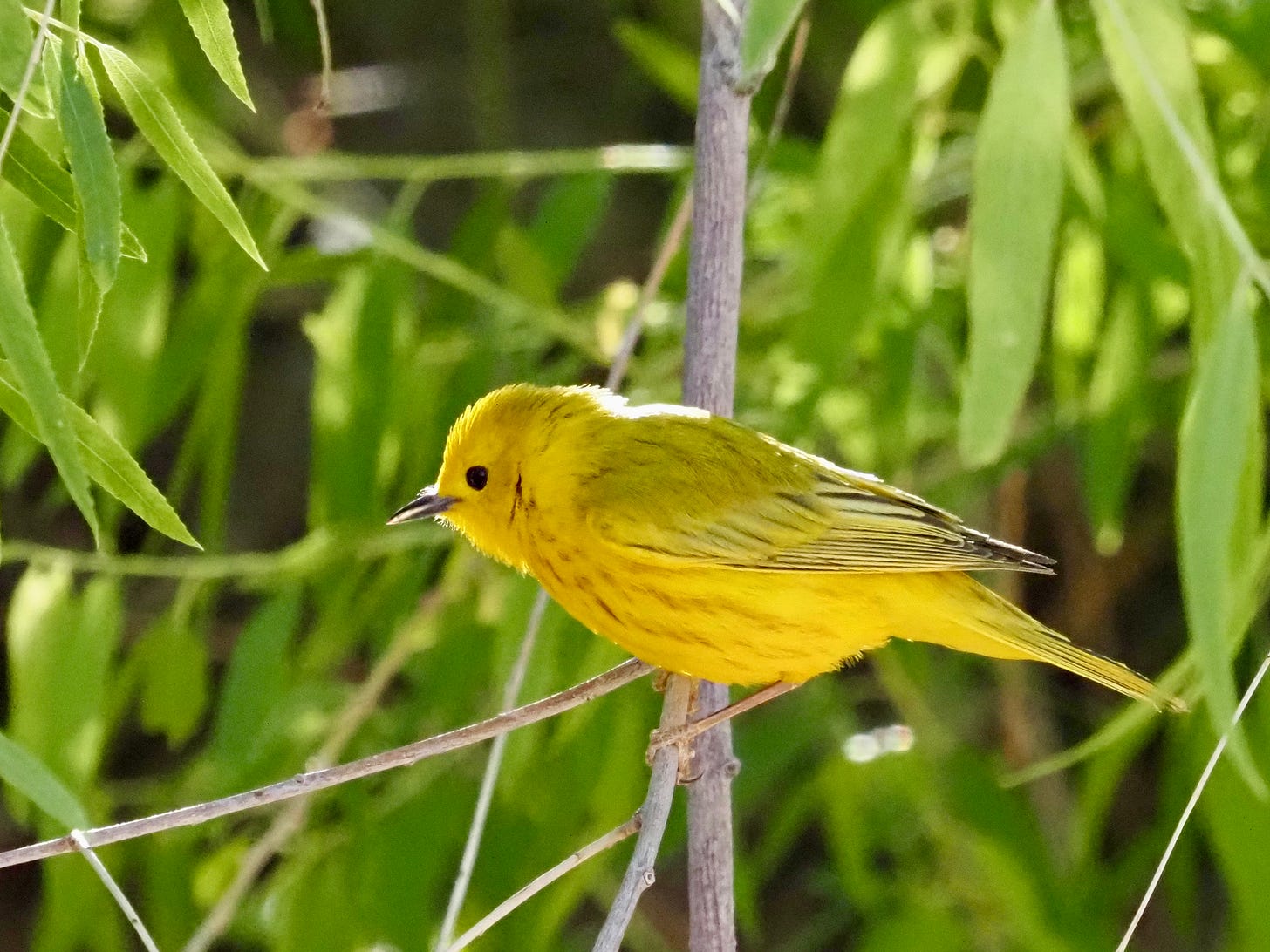 A small songbird perches on a thin vertical tree limb. The bird is yellow overall, with reddish-brown streaks on its breast and belly, and a slight greenish hue to its back. With a beady black eye, the bird looks intently at something beyond the frame. A glossy grayish bill designed for nabbing insects protrudes from the bird’s round head, and sunlight outlines its folded wings and nape. Slender green leaves surround the bird, filling the foreground and background of the photograph.