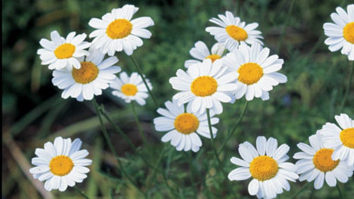 Pyrethrum-Based Insecticides from Chrysanthemums - FineGardening