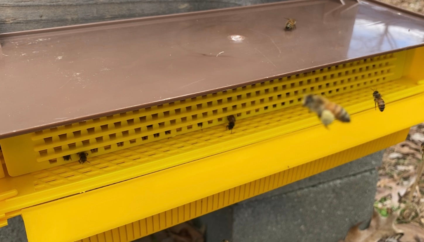 pollen trap on a hive entrance