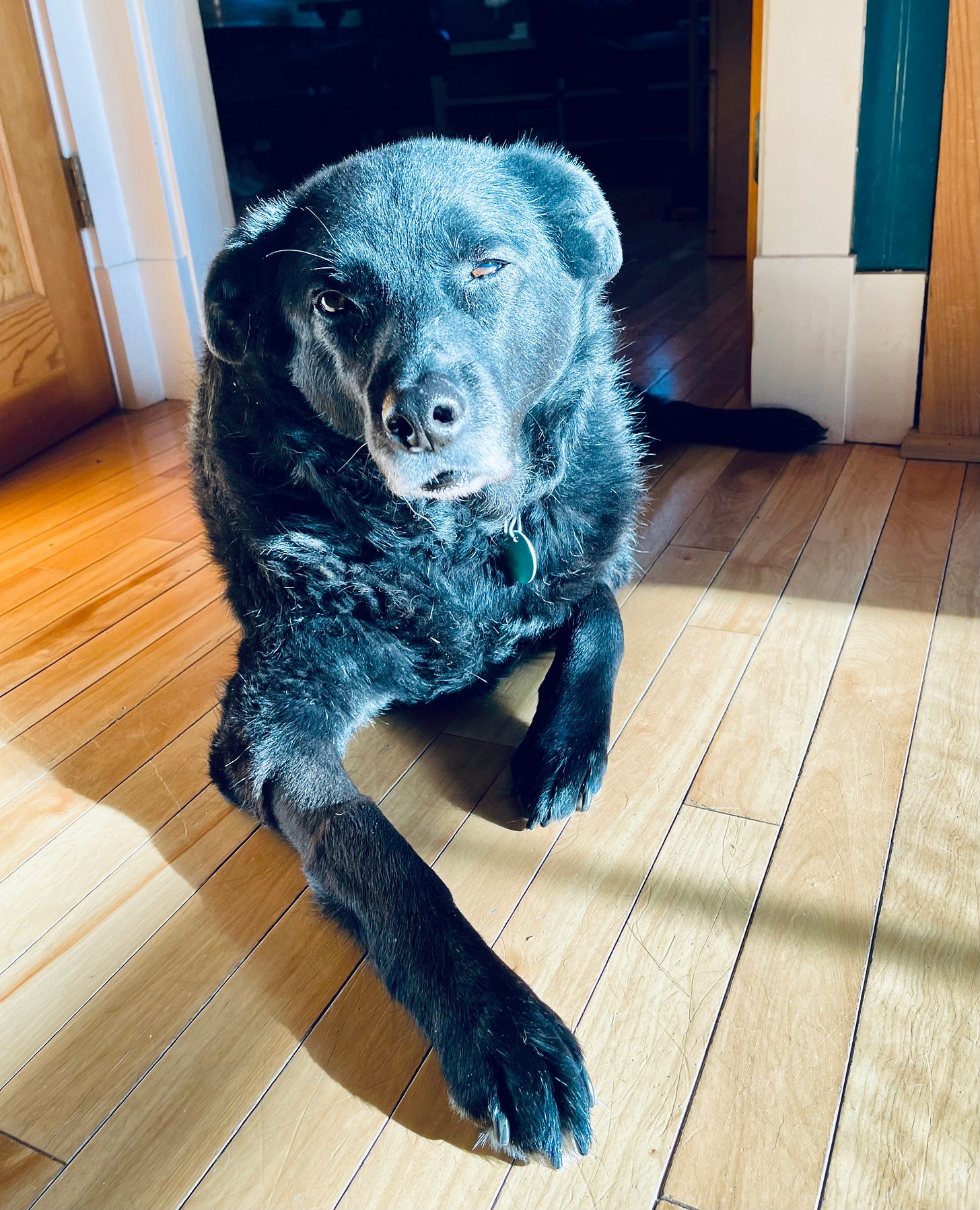 Dog on the floor, head cocked, paw outstretched