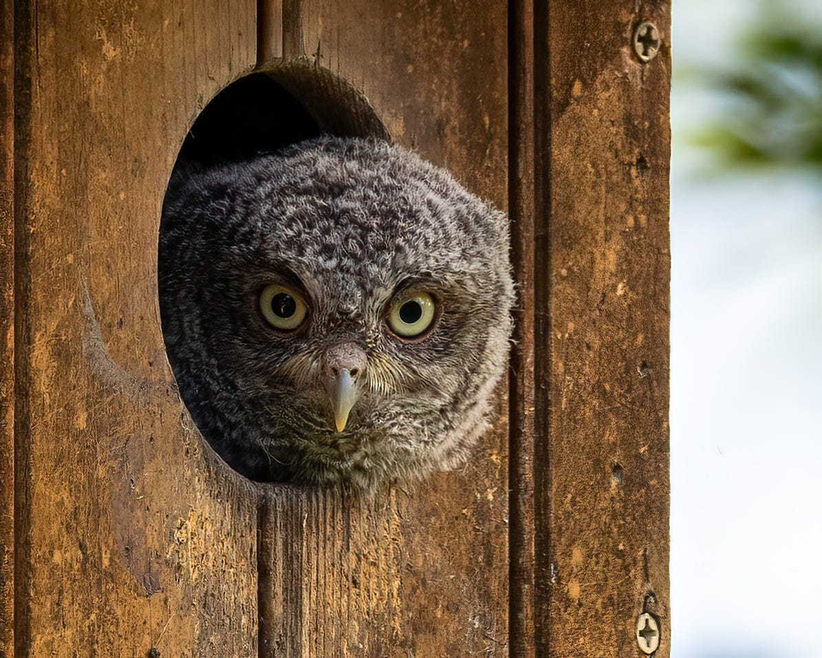 In this photo, the nestling owl is sticking its head out of the box quite a way. It is looking straight at the photographer with its big yellowish green eyes.