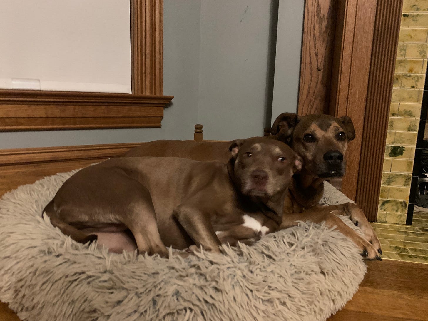 two brown dogs curled together on a light grey fluffy pillow 