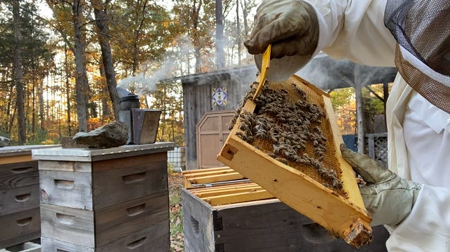 person holding frame of bees next to hives and a lit smoker