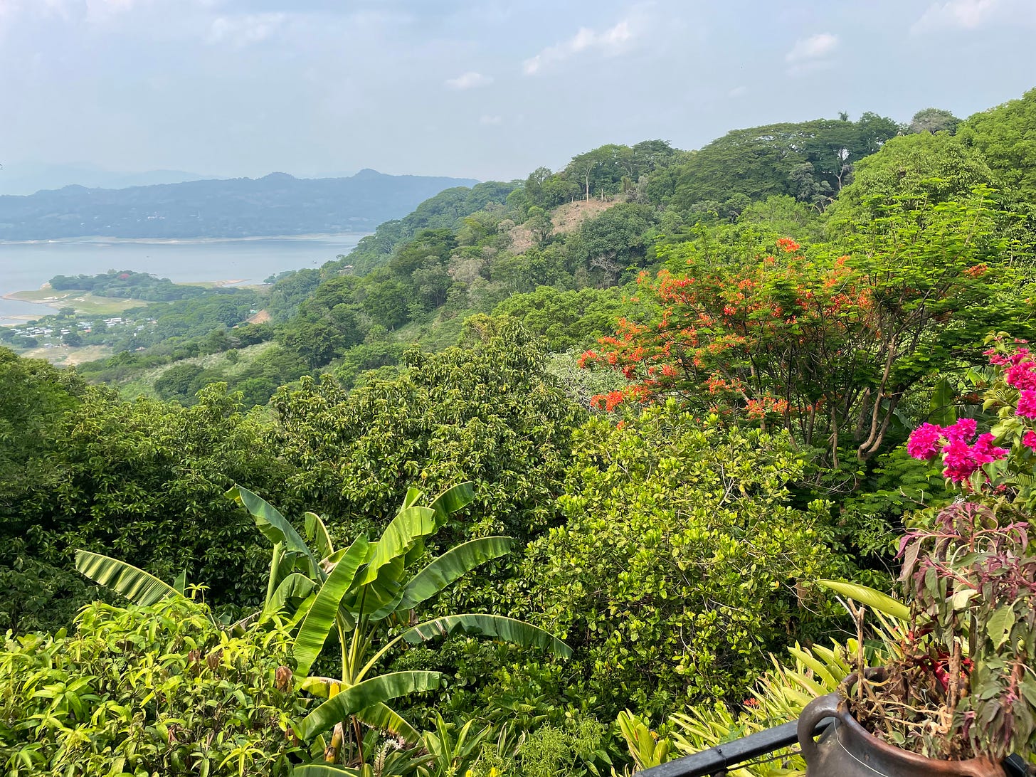 A view from a balcony with a distant body of water, pink flowers in the foreground, and palm trees and other greenery beyond.