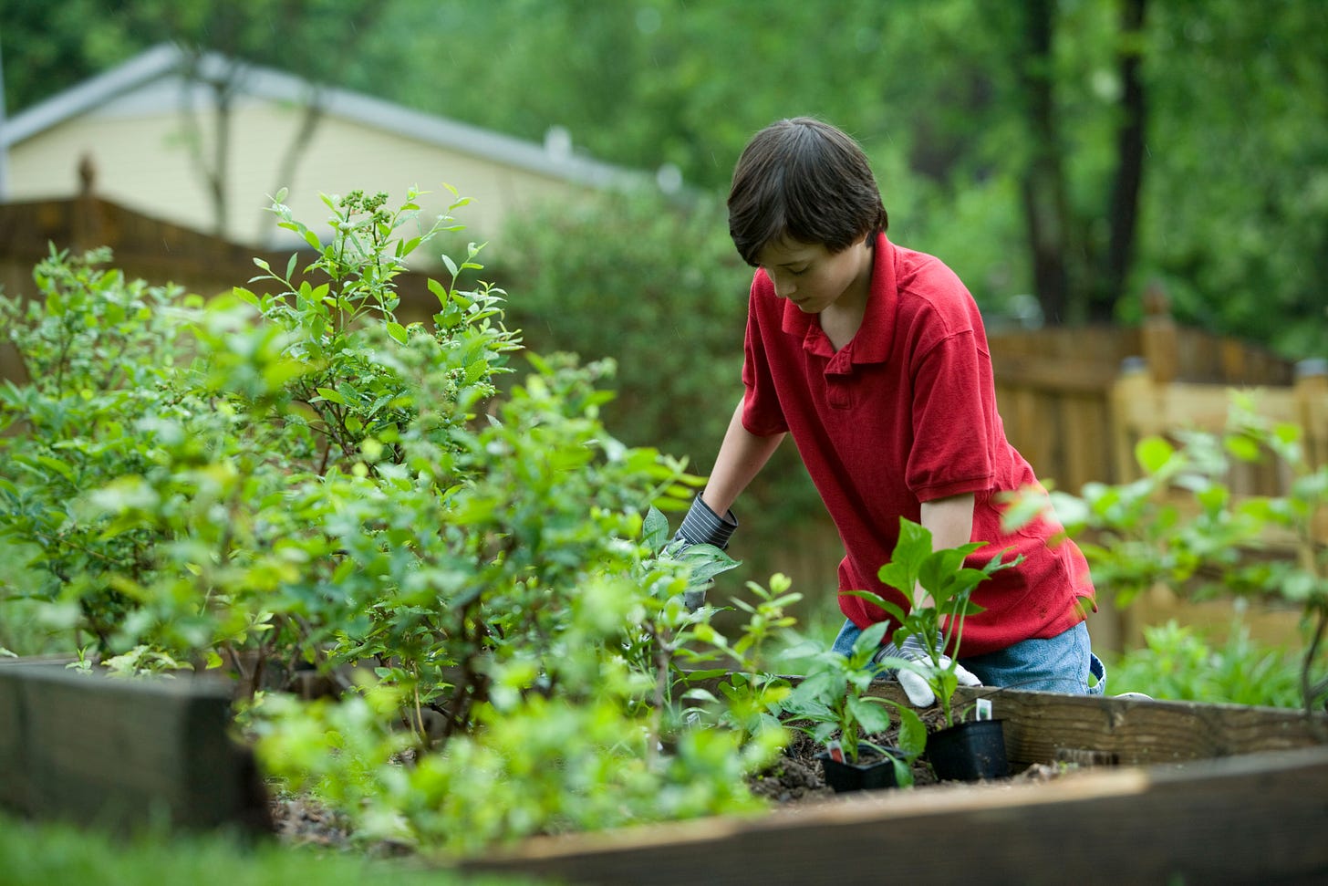 While wearing protective gloves, this boy enjoys the fresh outdoor air as he plants what appears to be vegetables in his raised-bed home garden.