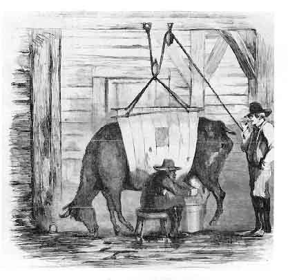 A 19th century illustration of "swill milk" being produced: a sickly cow being milked while held up by ropes. (Frank Leslie’s Illustrated Weekly)