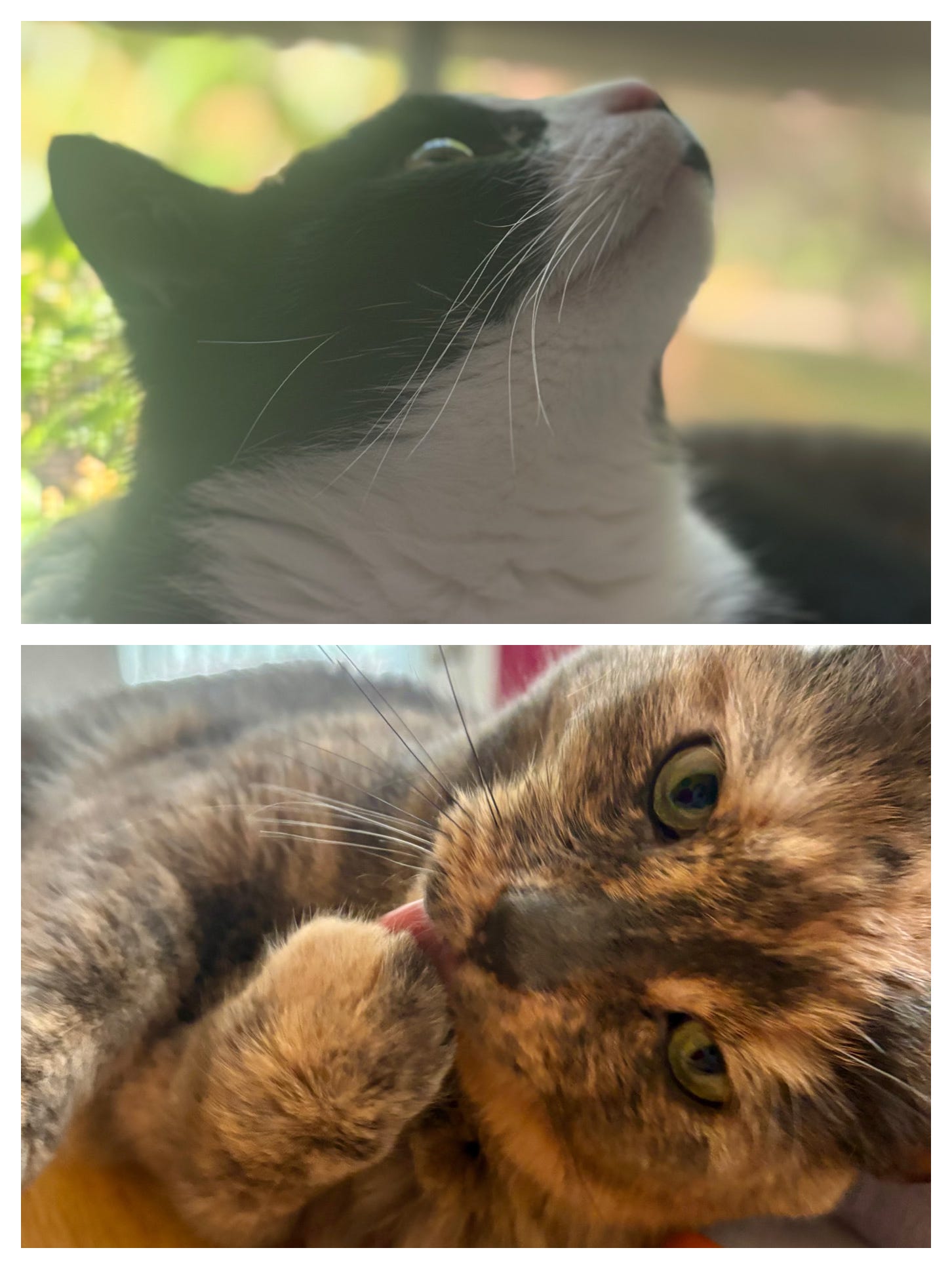 Top: A tuxedo cat’s head and neck are visible as he sits in a gray basket. He is looking upward and off to one side. He is very dignified. Bottom: A dilute tortoiseshell cat lies on her side, looks straight into the camera, and licks her paw. She’s a badass.