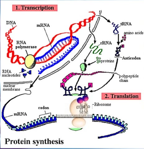 Introducing Synthetic Biology Horror in a New Light (Pt 1) Https%3A%2F%2Fsubstack-post-media.s3.amazonaws.com%2Fpublic%2Fimages%2F858a5083-8029-4381-8dd0-0e1d9b5744dc_464x480