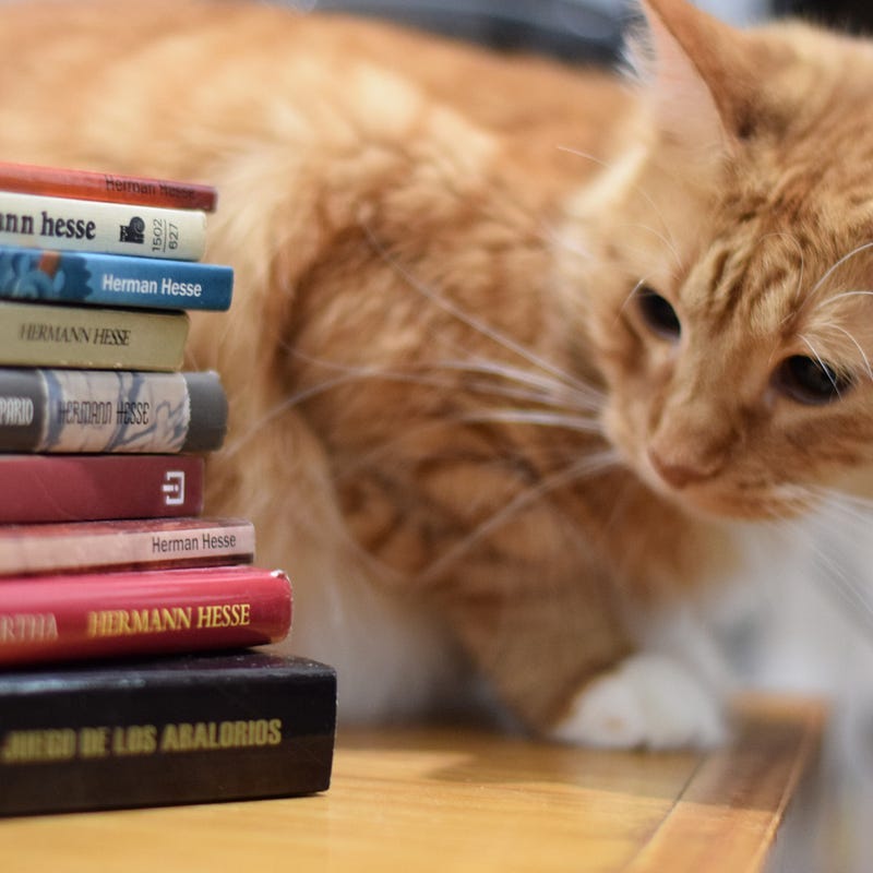 Orange cat looks at stack of books, as if reading the titles